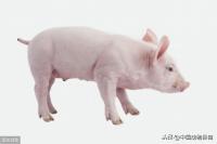 2019年11月11日起，為提高生豬可追溯性，啟用農業農村部牲畜耳標管理APP（安卓版）