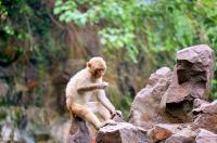 宝妈带2岁儿子到动物园，抱娃去喂猴子，下一刻她却后悔崩溃